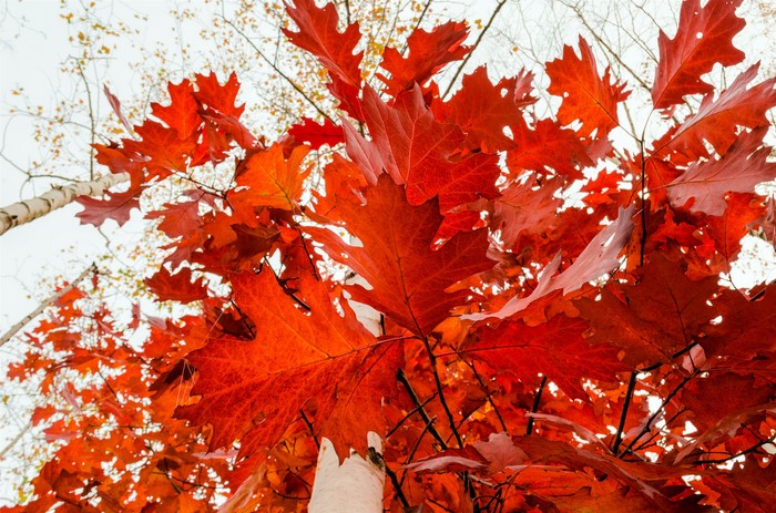 Red Oak Leaves in Fall