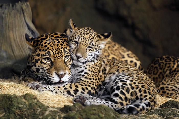 Tender Moment Between Jaguar Mother and Cub