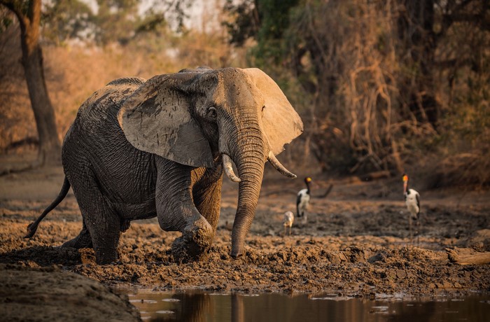 Elephant walking in mud near birds in Africa