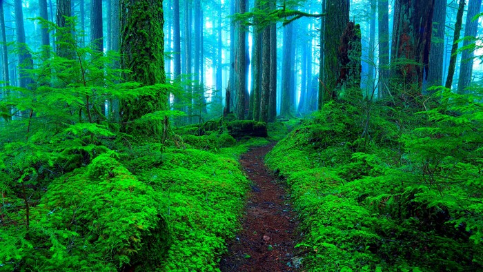 A path through a foggy green forest