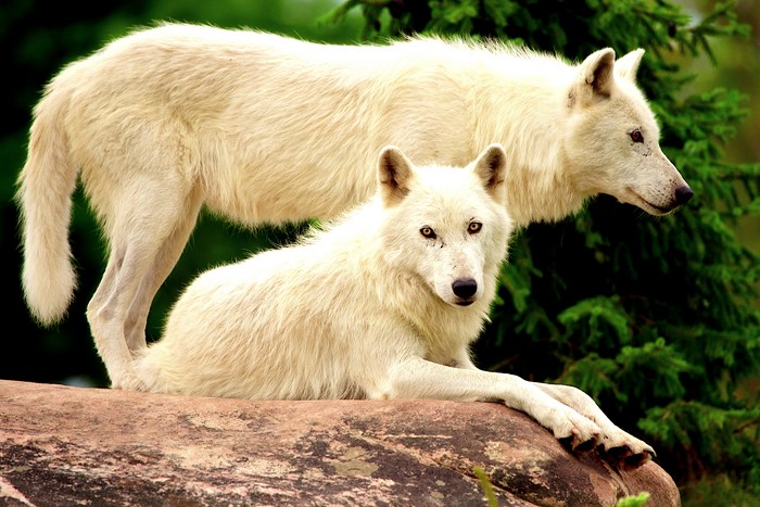 Two white wolves on a rock