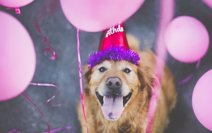 Golden Retriever wearing a birthday hat with balloons