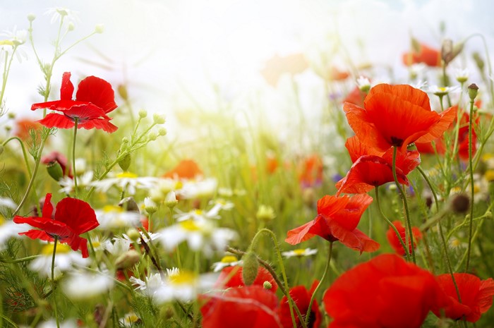 Field of red poppies and white daisies