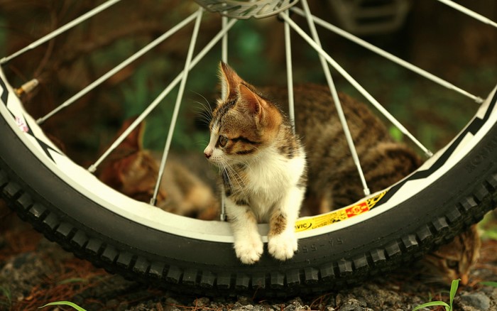 Kitten on a bicycle wheel