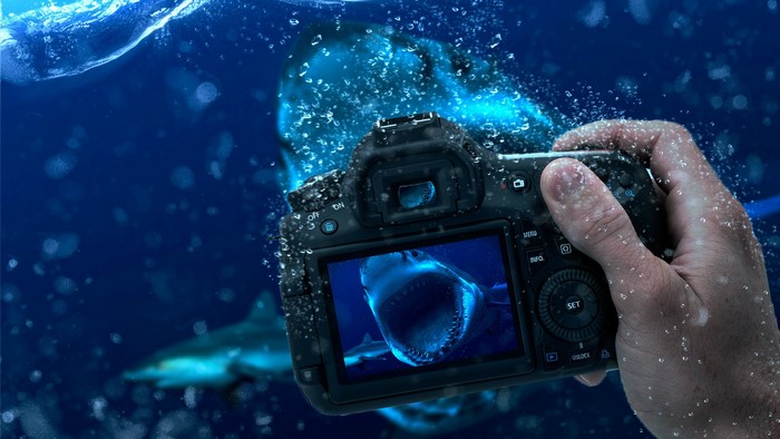 Hand holding camera taking picture of shark underwater