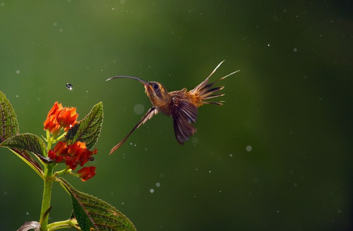 Long-Billed Hermit Hummingbird and Orange Flower