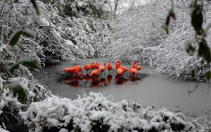 Flamingos in a snowy pond