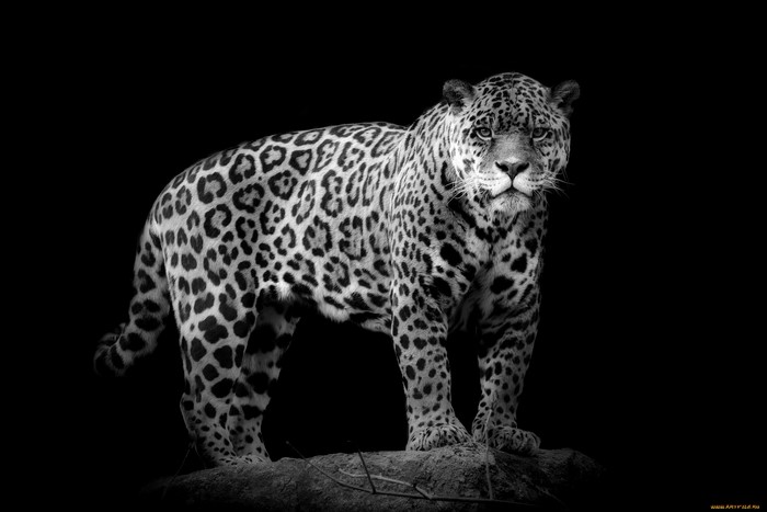 Jaguar standing on a rock