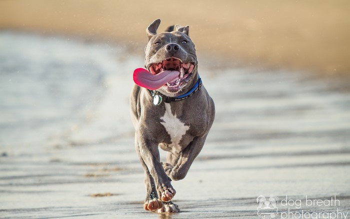 Pit Bull running on a beach