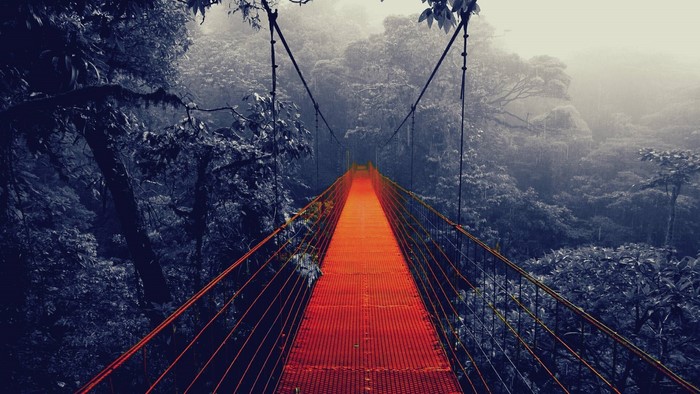 Suspension bridge over a misty forest