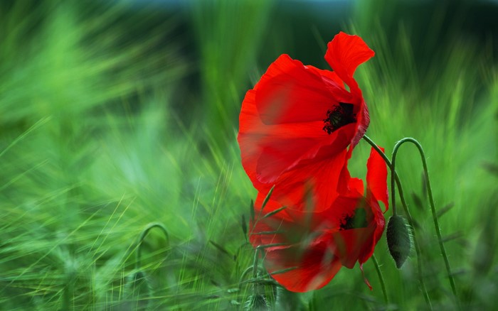 Red poppies in a green field