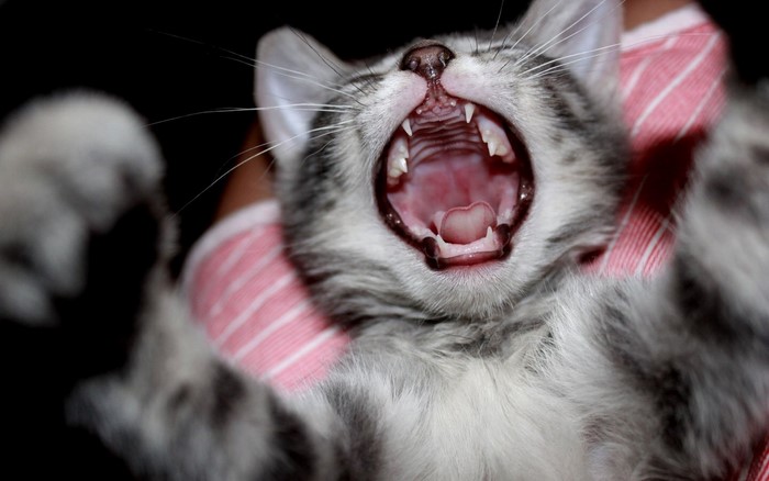 Close-up of a yawning gray tabby kitten