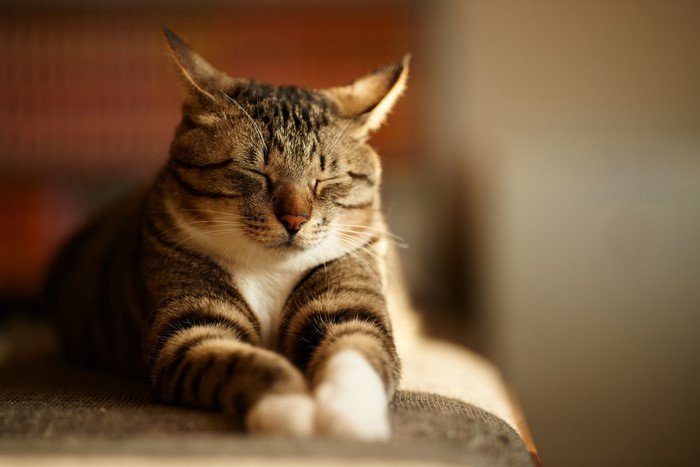 Tabby cat sleeping in sunlight