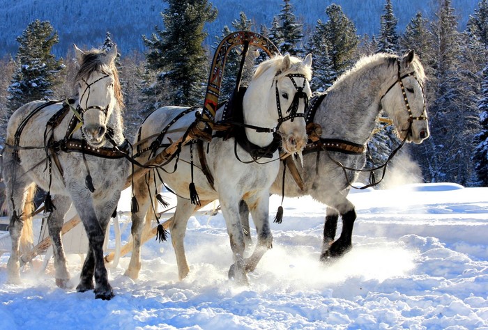 Three white horses pulling a sleigh in the snow