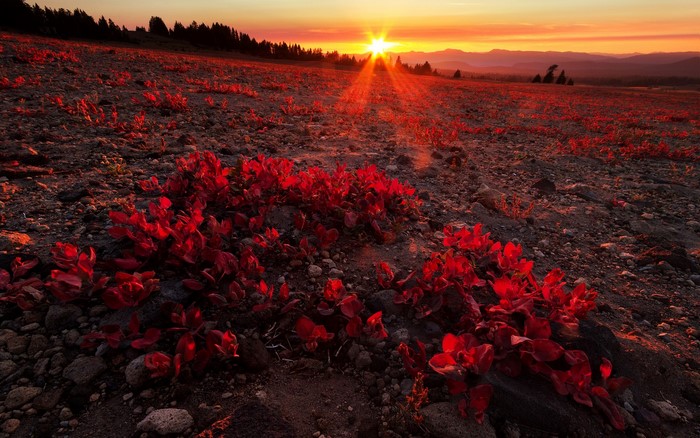 Red plants in a rocky field at sunset
