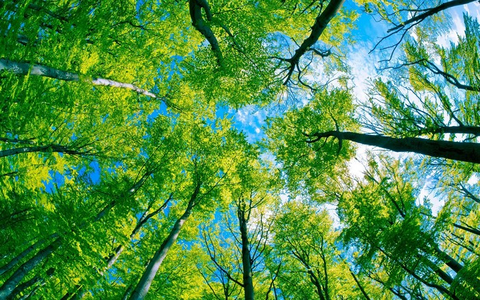 Looking up through green trees to the sky