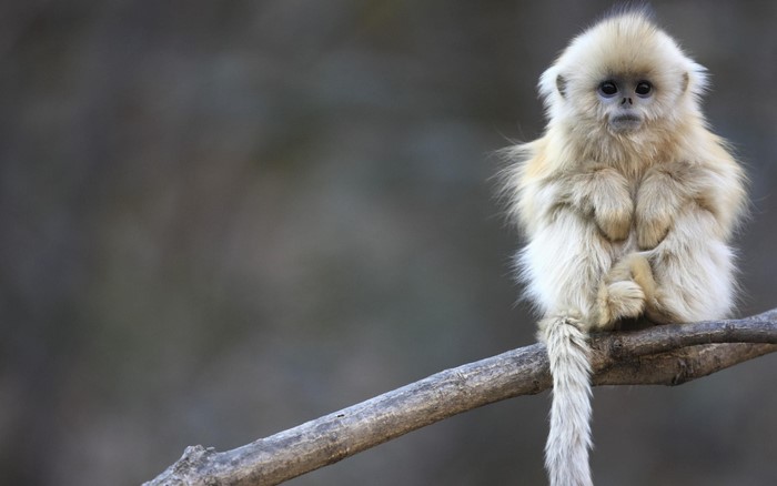 Golden Snub-nosed Monkey sitting on a branch