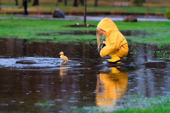 Child in Yellow Raincoat Watching Duckling in Puddle