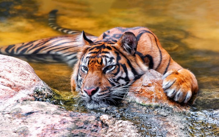 Relaxed Tiger Resting in Shallow Water