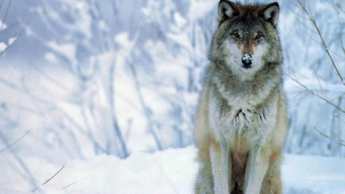 Wolf in a snowy forest