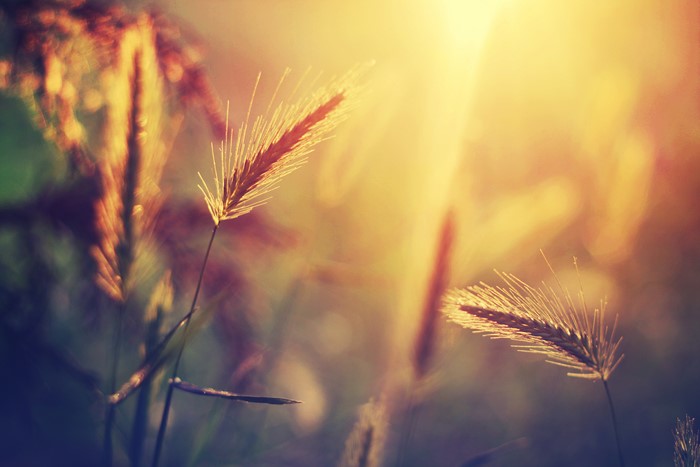 Close up of wheat ears in sunlight