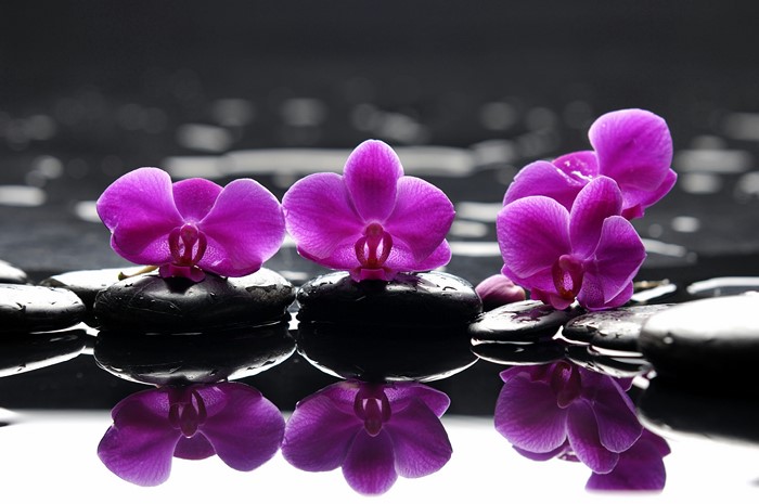 Purple orchids on black stones in water