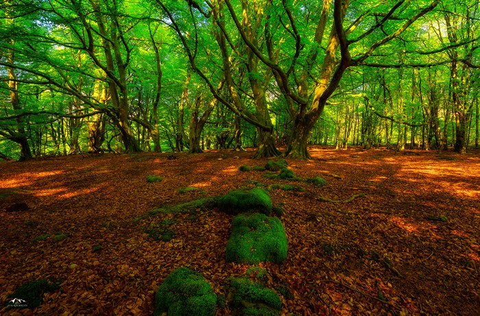 Forest floor with mossy rocks and trees