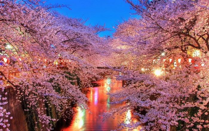 Cherry blossoms over a canal at night