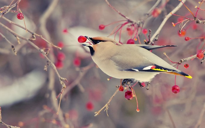 Bohemian Waxwing eating a berry