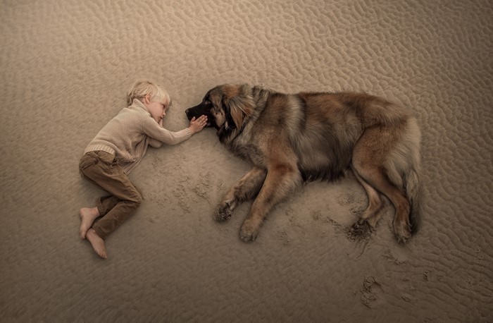 Boy and Leonberger dog lying on sand