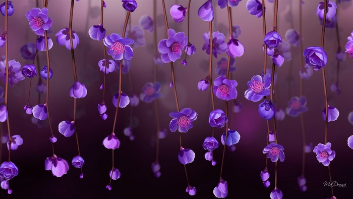 Purple Blossoms Hanging on Vines