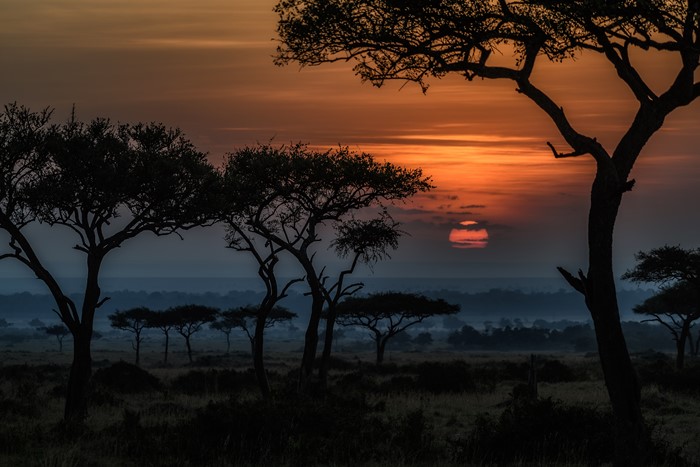 Sunrise over the Savannah in Kenya with Acacia Trees