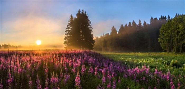 Field of purple flowers at sunrise with fog