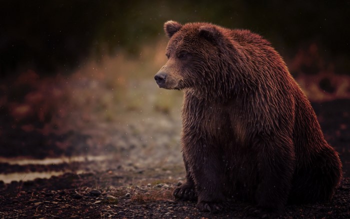 Brown bear sitting on the ground