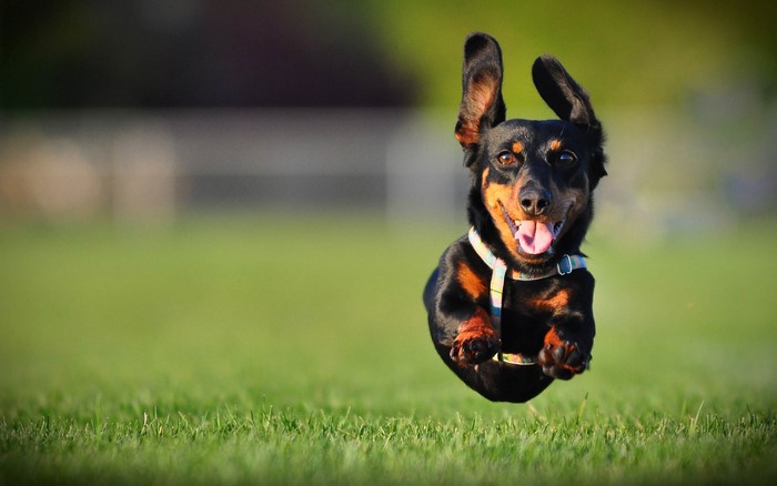 Dachshund dog jumping in a field