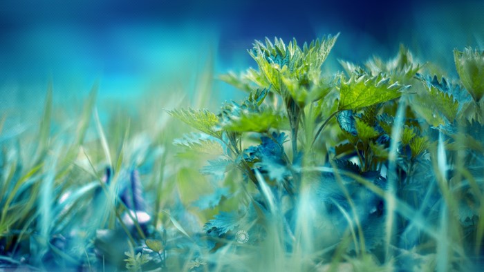 Green plants and grass with blue background