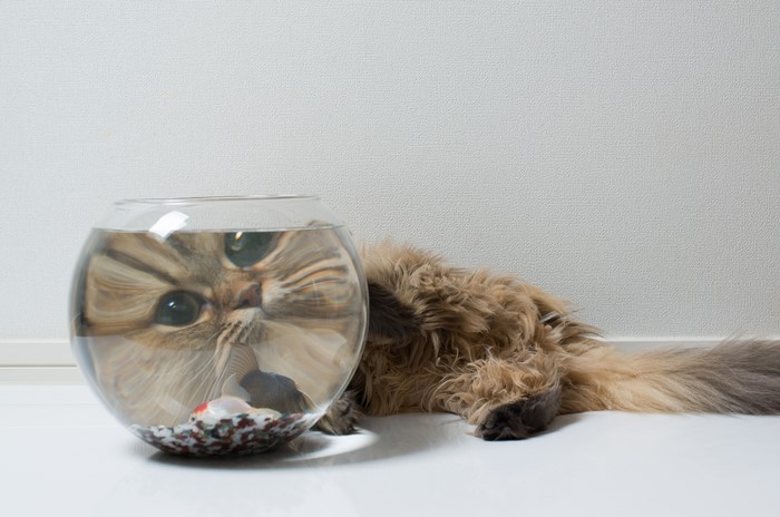 Cat looking into a fishbowl with fish