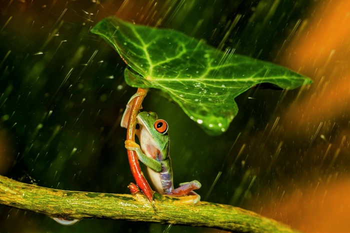 Red-eyed tree frog holding a leaf in the rain
