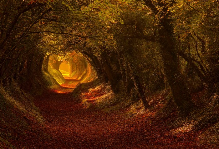 Autumn Forest Path Through Leafy Tunnel