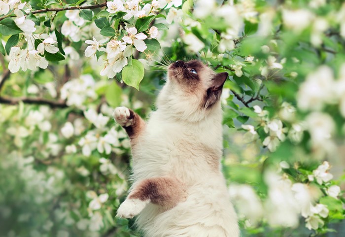 Himalayan cat reaching for white flowers