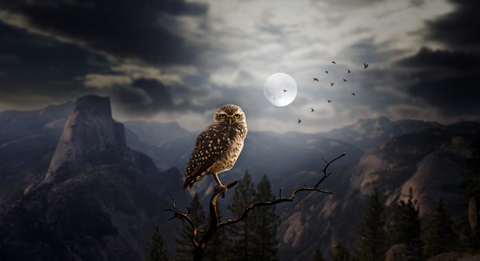 Owl perched on a branch under the moon