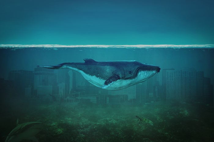 Whale swimming over submerged city with shark and turtle