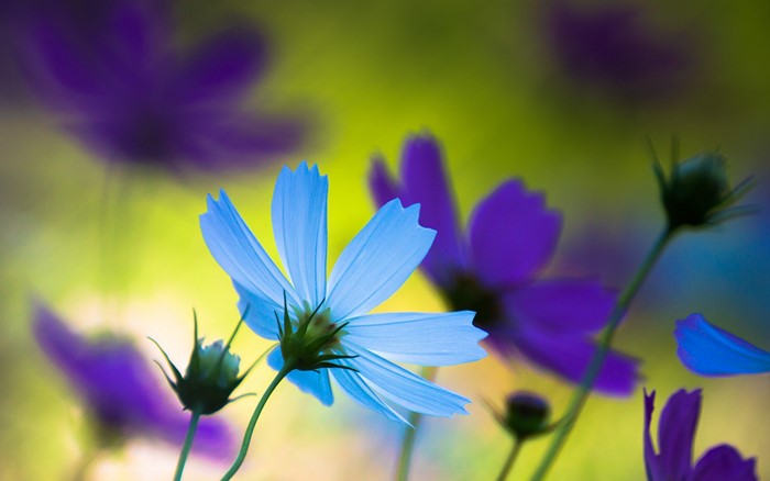 Blue and Purple Cosmos Flowers in Bloom
