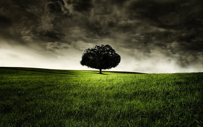 A lone tree on a grassy hill under a stormy sky