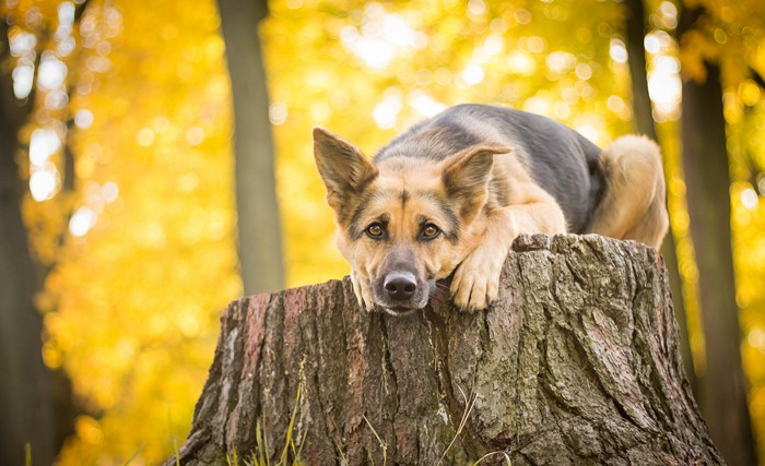 German Shepherd Relaxing on Tree Stump in Autumn