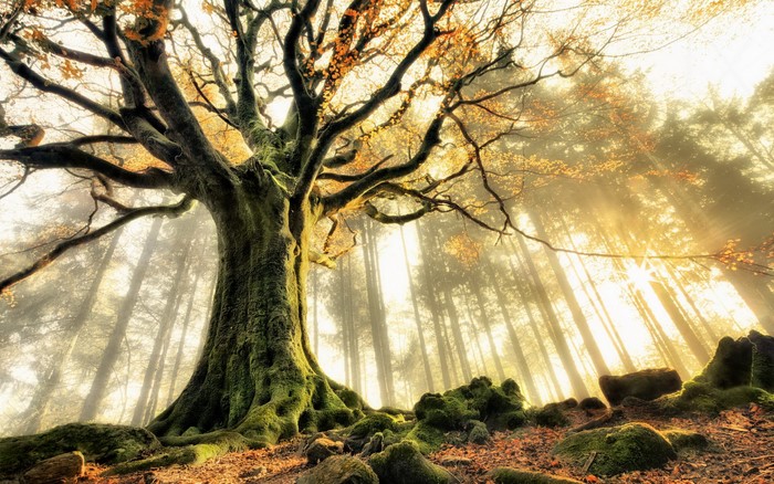 Ancient moss-covered tree in a sunlit forest during autumn