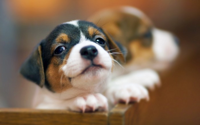 Cute Beagle puppy looking up
