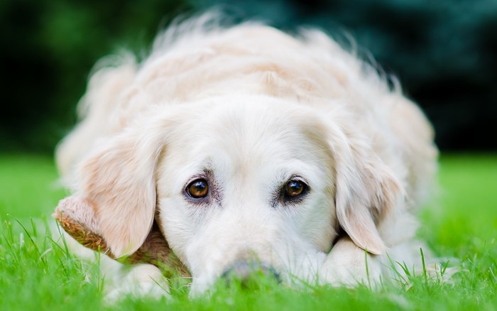 Golden Retriever lying on grass