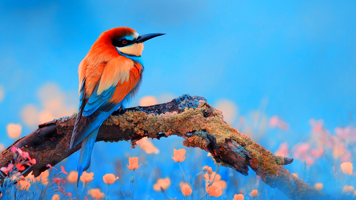Vibrant Bee-Eater Bird Perched on Mossy Branch