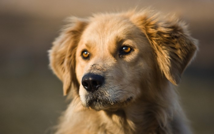 Golden Retriever Dog Close-up
